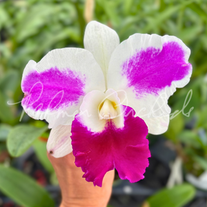 切り花品種の中苗coul♡r shell Rlc. Chief Gila — Palmer Orchids